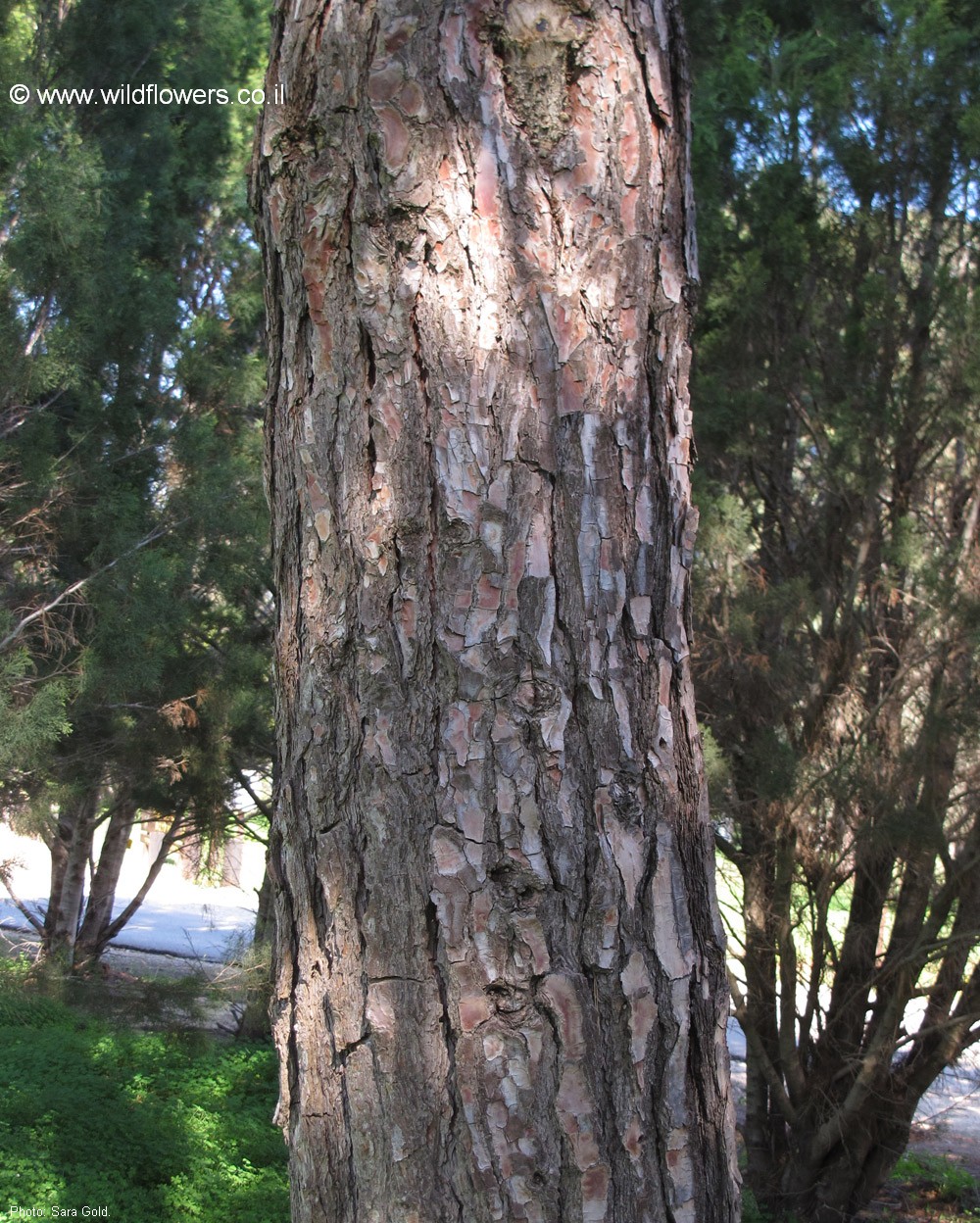 Pinus Pinus brutia var. eldarica